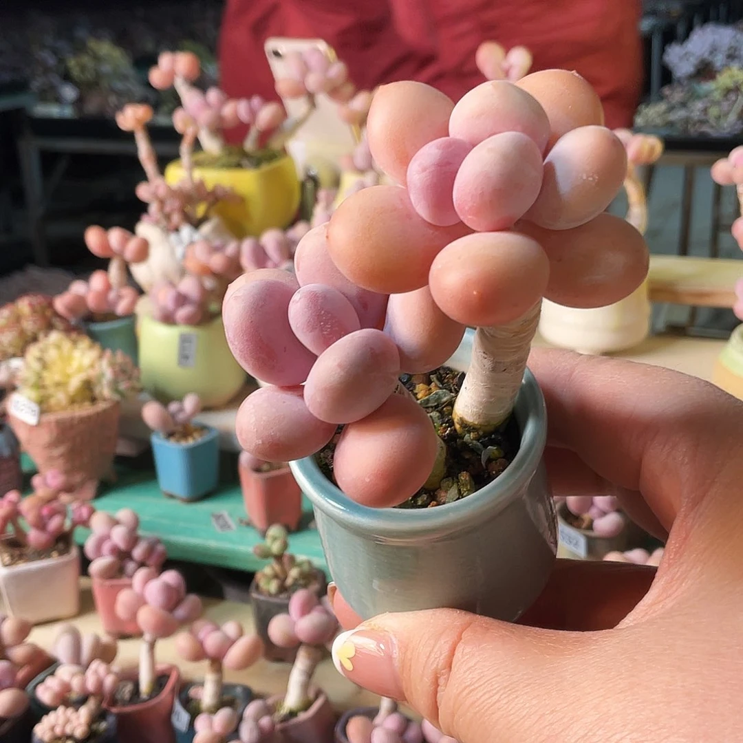 本***空多肉植物的生长发育与生长