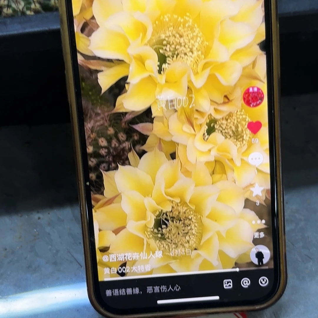 带根黄白002彩侧牙20包邮19