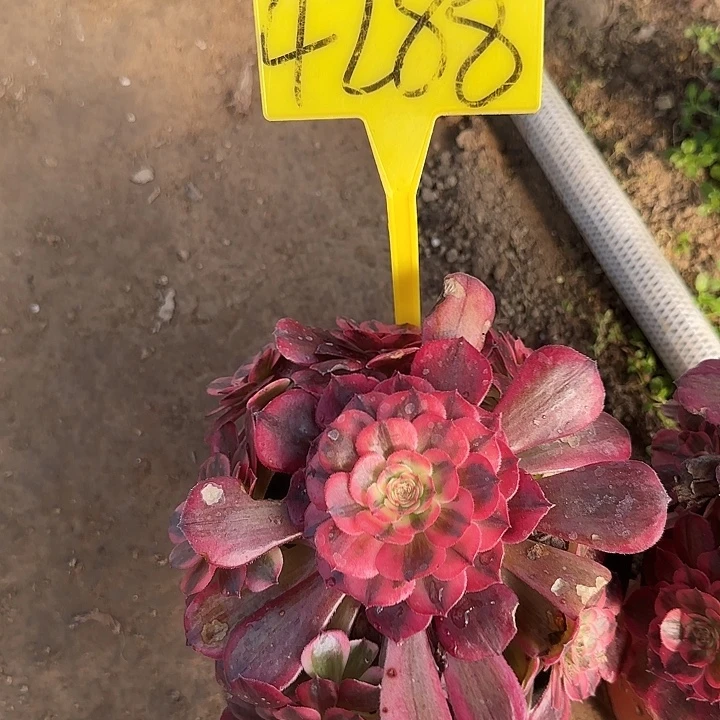 凭***帆4288+---海神多头多肉