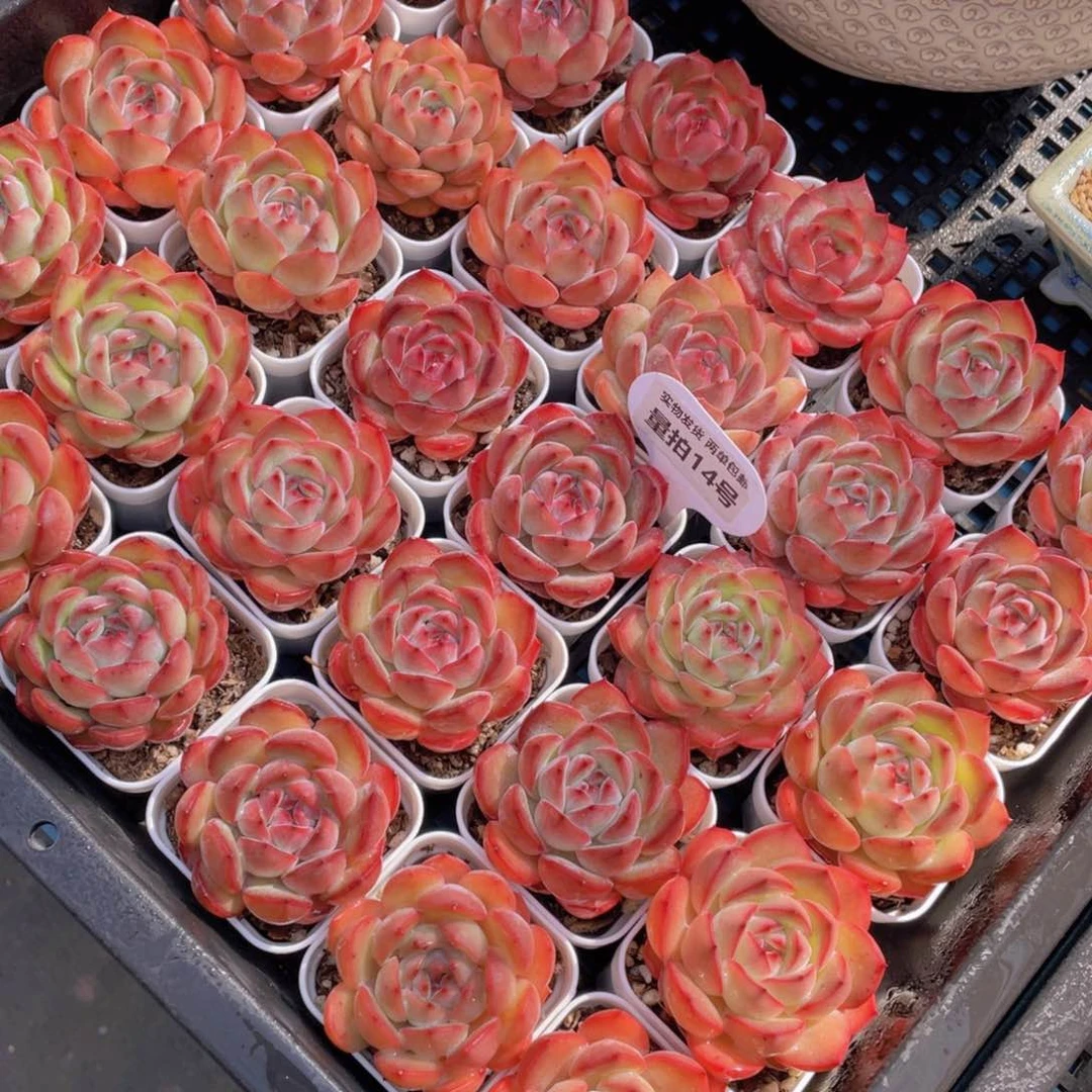 量拍14号草莓杏仁单头一个