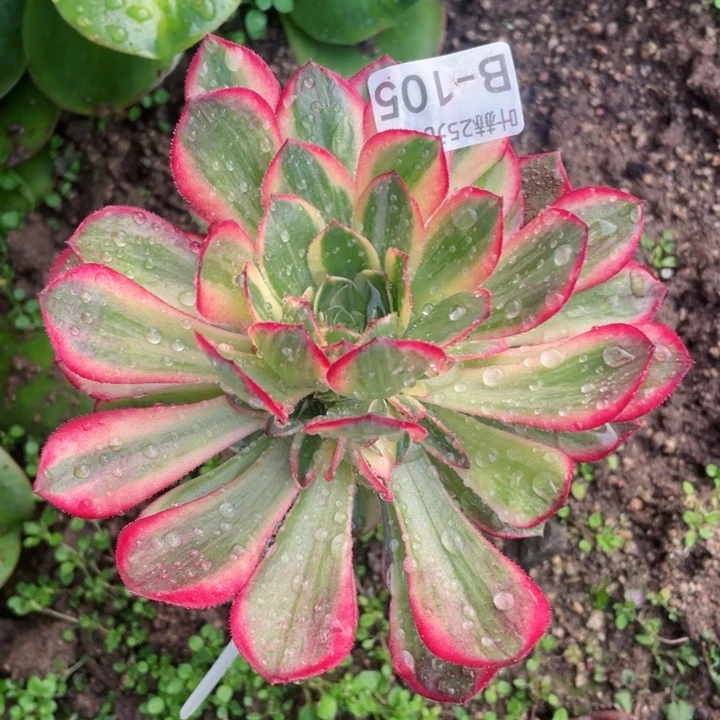 105黑膜锦嫁接不包掉头12345678