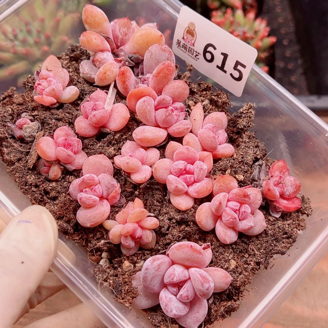 多肉植物多肉植物