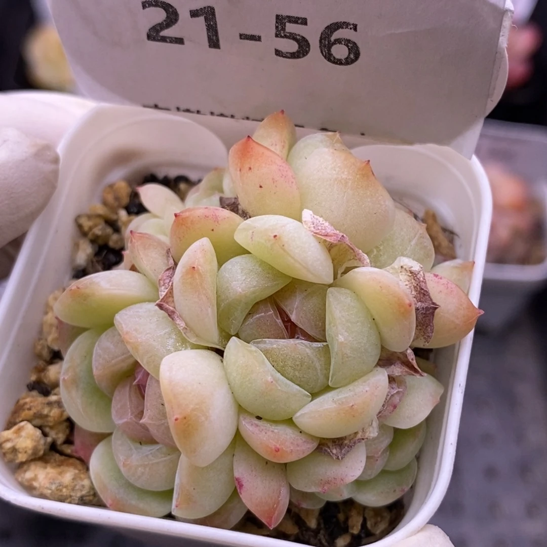【闪购商品】21-56梦境