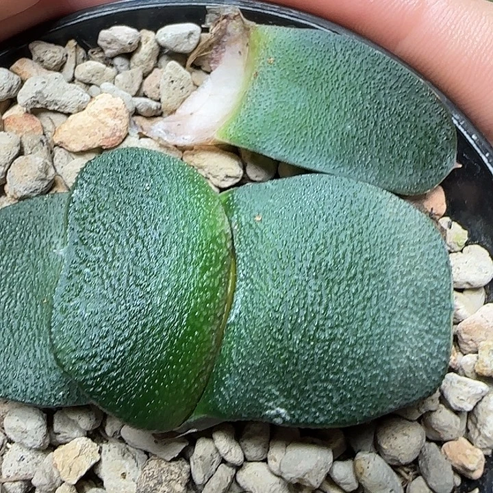大型宽短厚叶卧牛亚成株