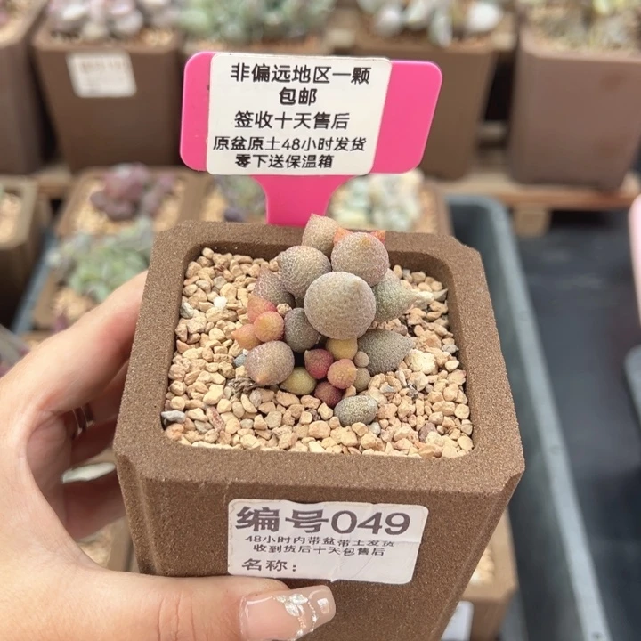 049小辣椒多肉植物