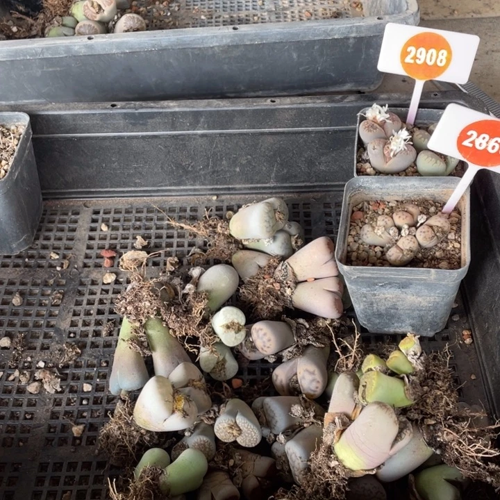 猪***士生石花25棵2908-2865