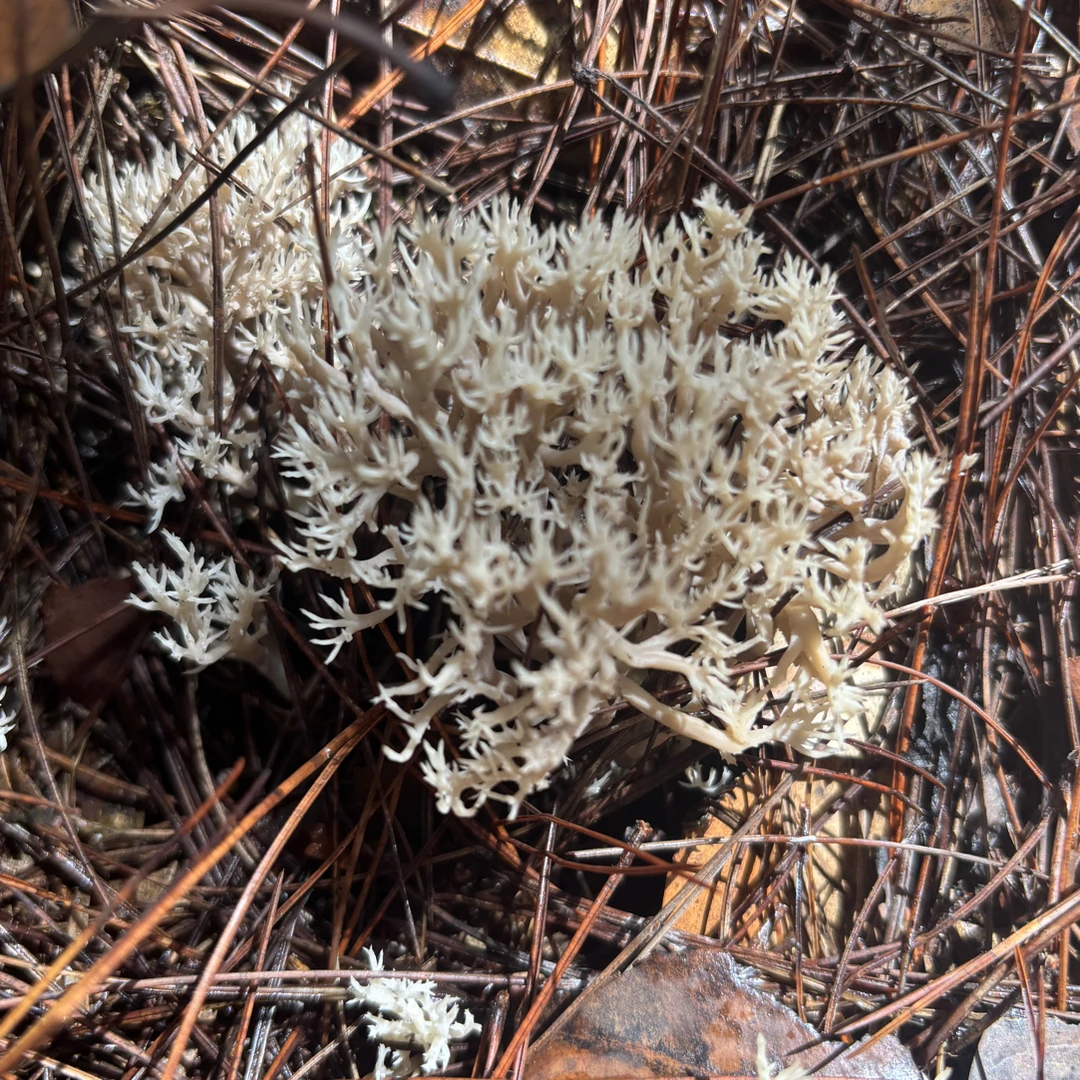 恩施高山现采野生珊瑚菌（煲汤、炒、干烧、火锅）