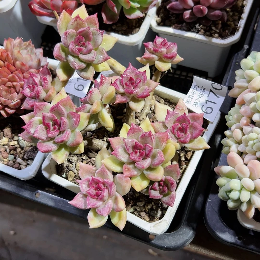 9号就**吃我们的确是一6170