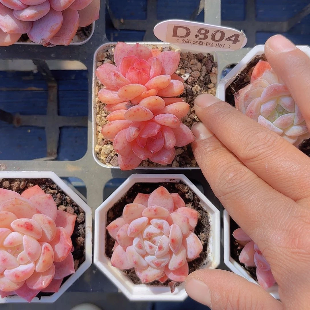 D804橙子一物一拍