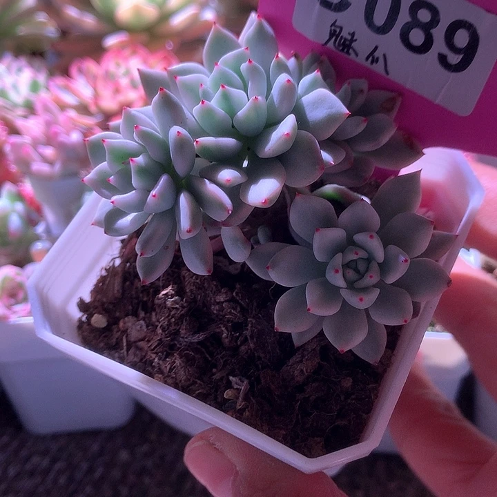 魅爪群生覆轮锦有根