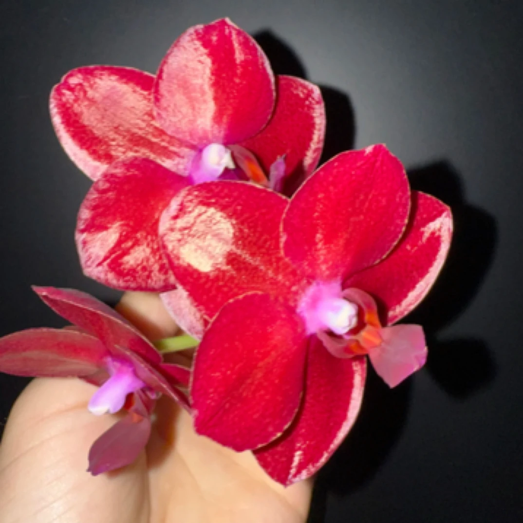 蝴蝶兰正红腊质香花【台大红宝石】3.0苗根少