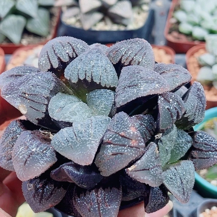 辛***年十二卷 紫梦 福利