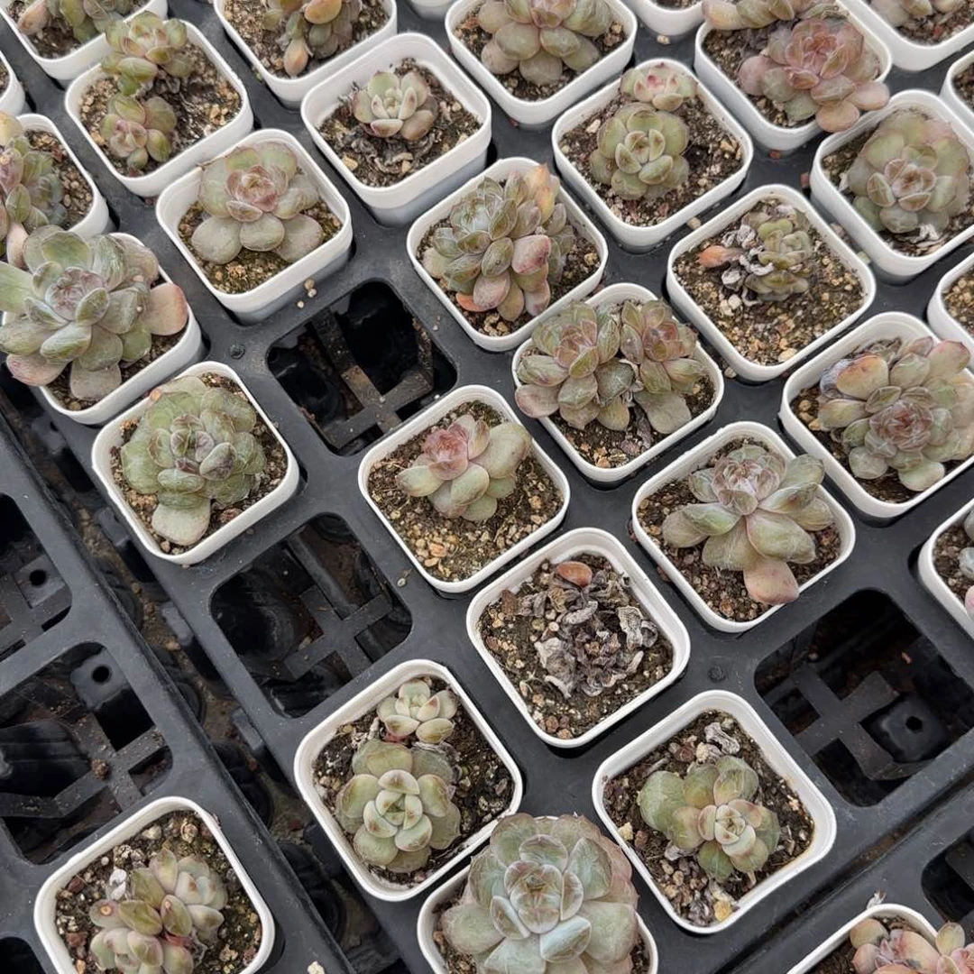 红恋48个满20包邮