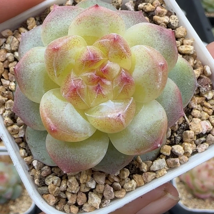 701号星楼晗雨多肉