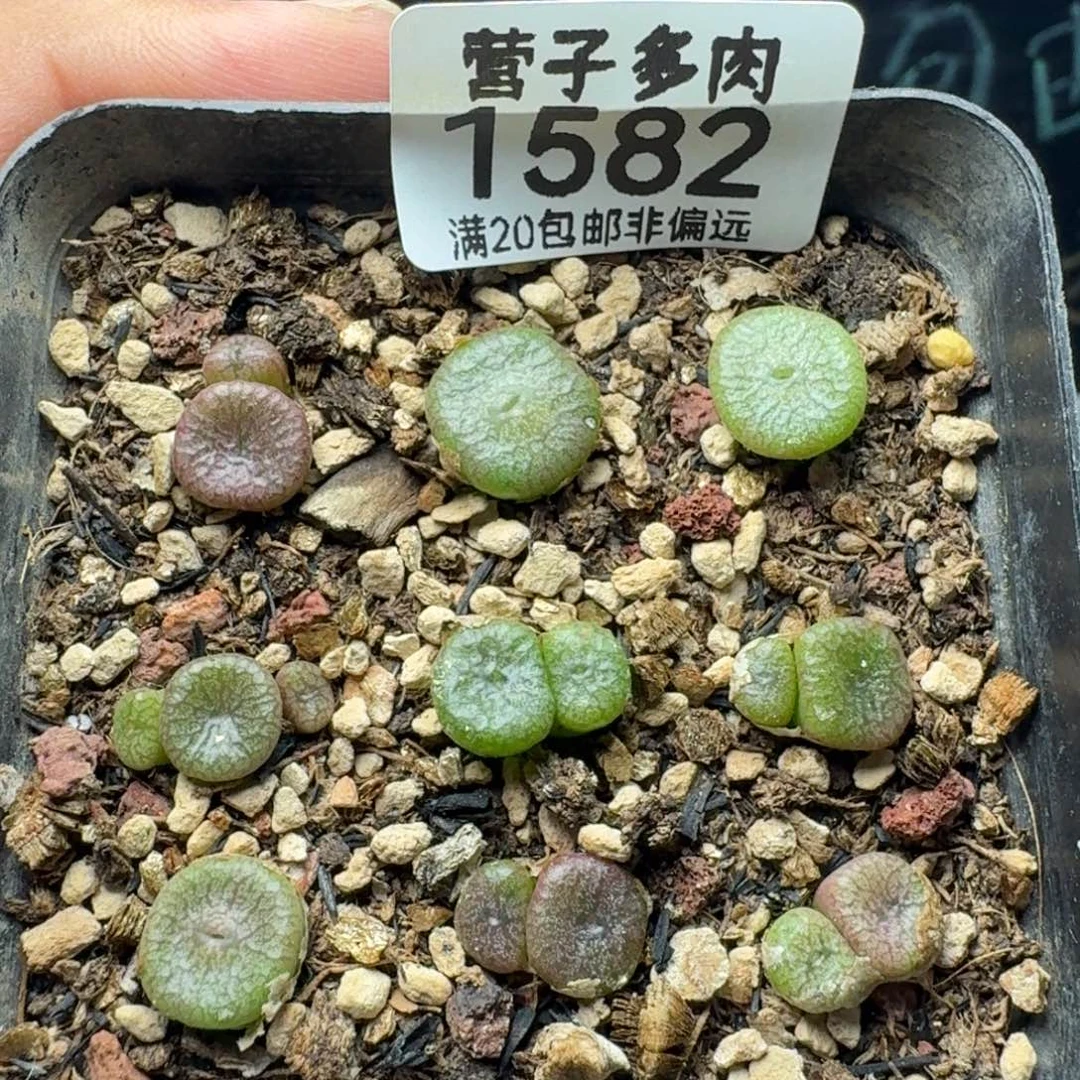 蜜枣铜壶带盆土9颗装。