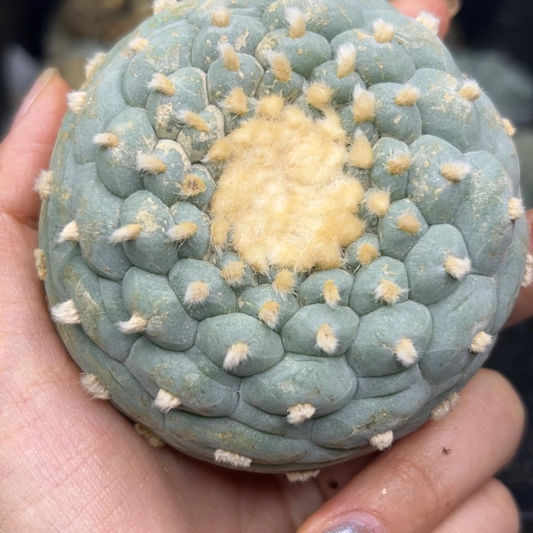 559 有根 仙人球等多种