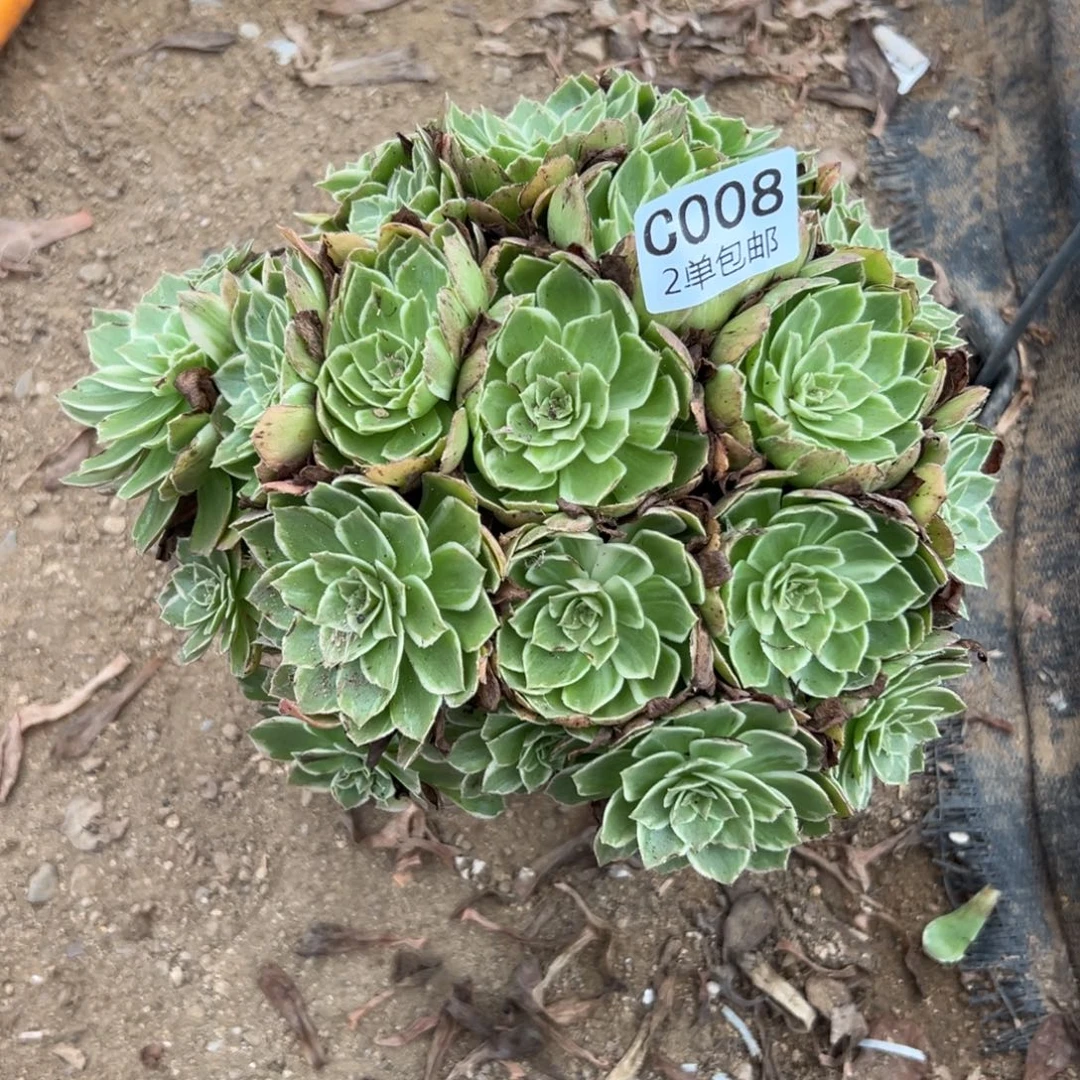 008多肉   万花筒 不包断头