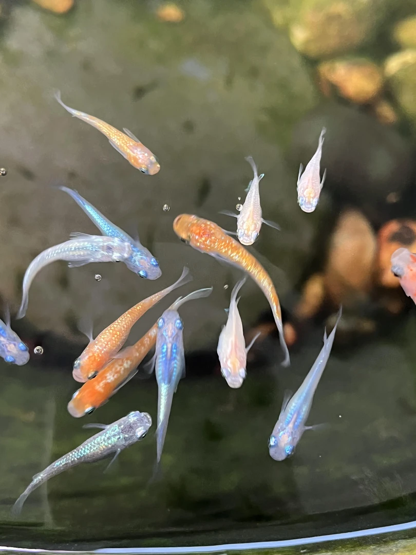 观背青鳉观赏鱼冷水鱼不打氧好养活除油膜练手鱼苗