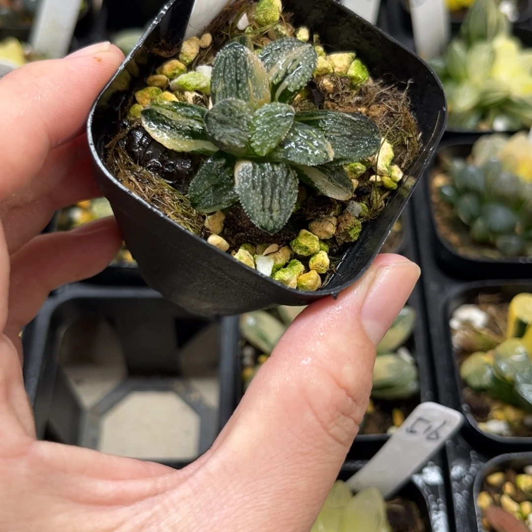 502雪之礼磨面寿锦无根介意勿拍