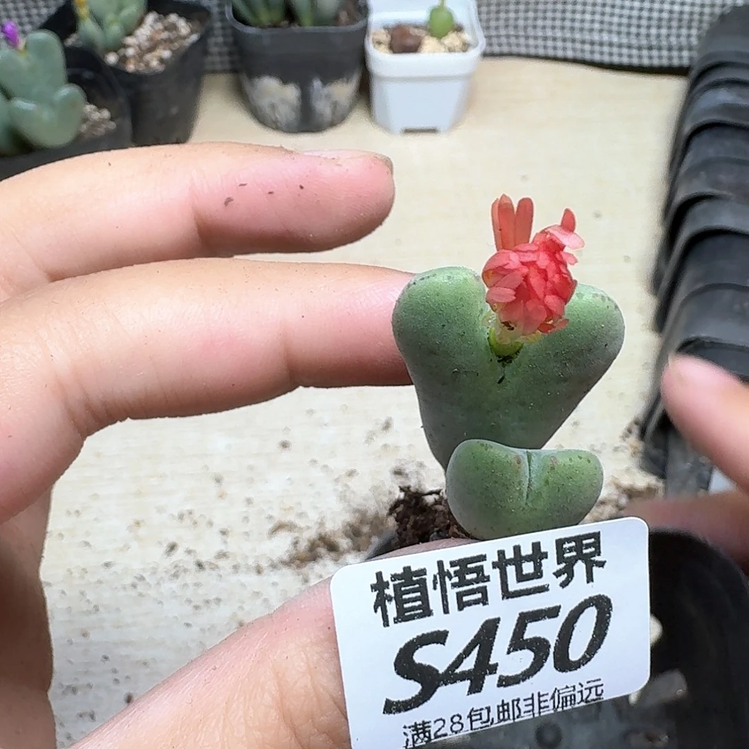 多肉植物的人生fgb