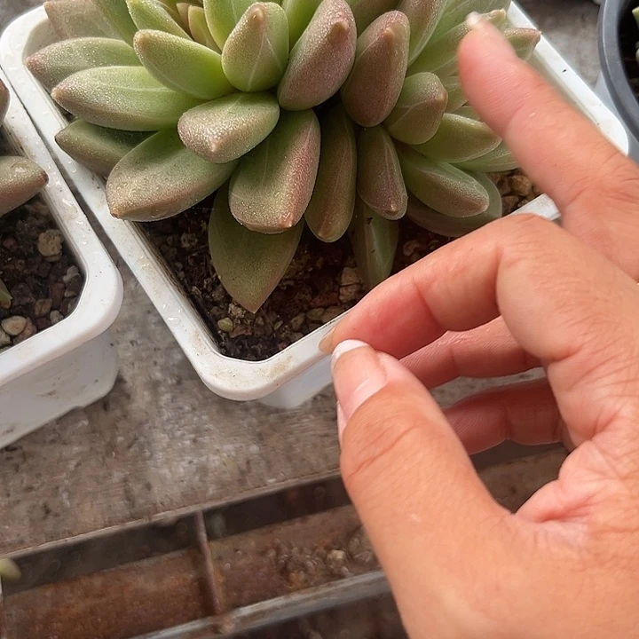 莫***然迷雾破泡泡235678899@kl