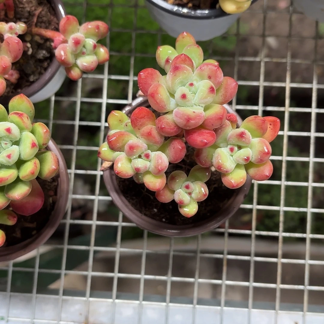 汤姆猫小群冠幅10㎝左右