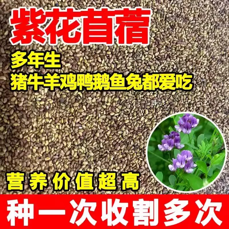 紫花苜蓿草籽种多年生牧草种子四季养殖喂羊牛鸡鸭鹅草鱼牧草种籽