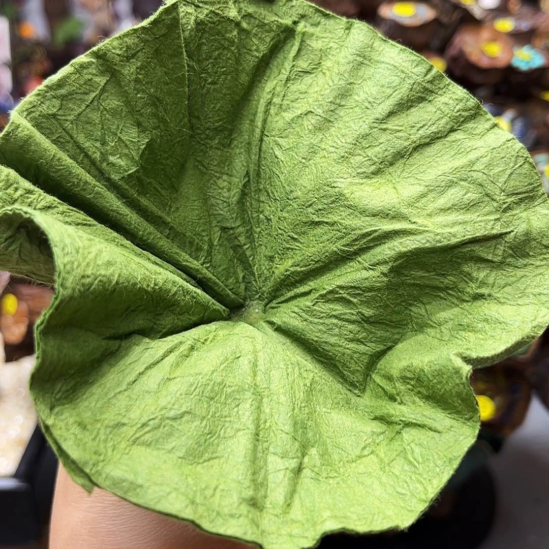 核桃木/黑胡桃（胡桃木）荷叶