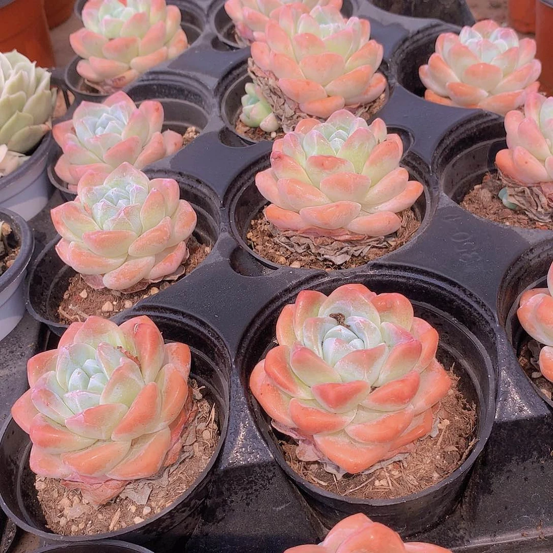 韩冰234567899909000