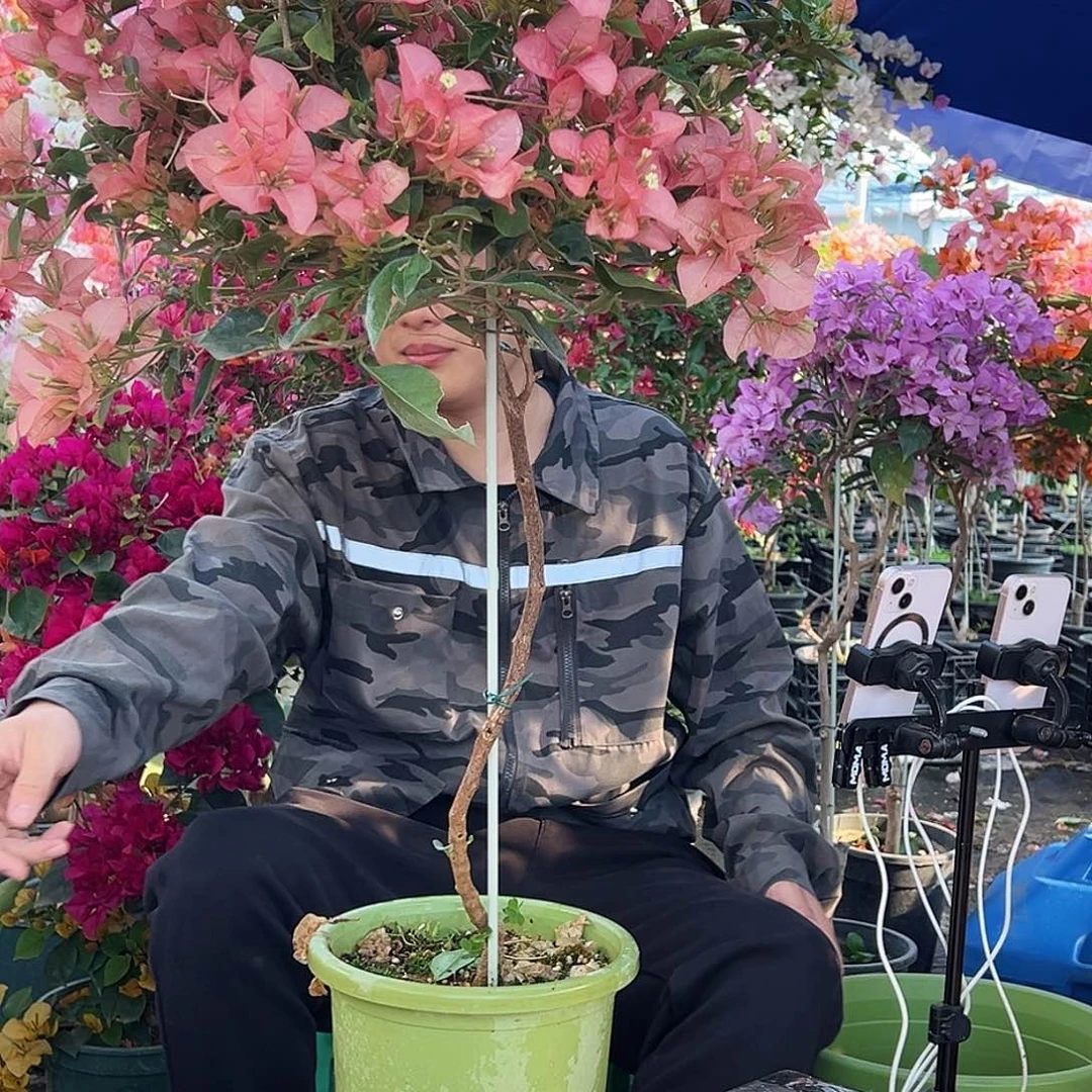 小***五大部分花苞少量开放B30卡雅塔