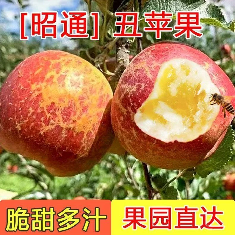 正宗云南昭通高原丑苹果红富士红露包脆包甜农家果园【村长专属】