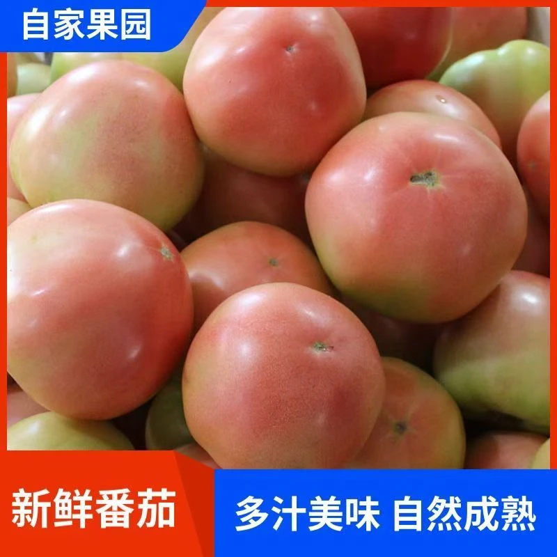 自然熟沙瓤西红柿新鲜多汁可生吃炒菜的美味番茄老品种西红柿农家