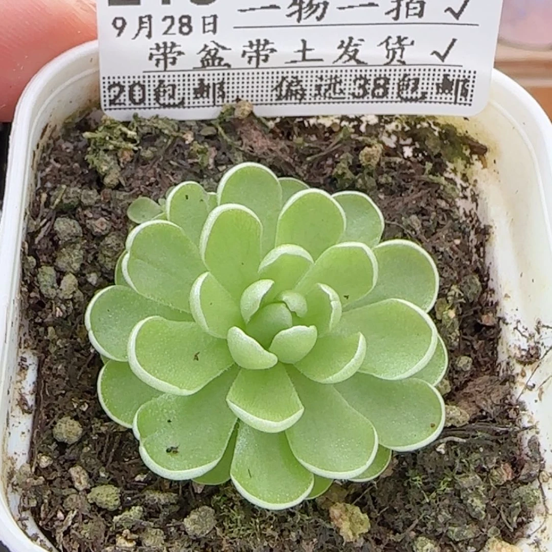 多肉0928--215捕虫堇