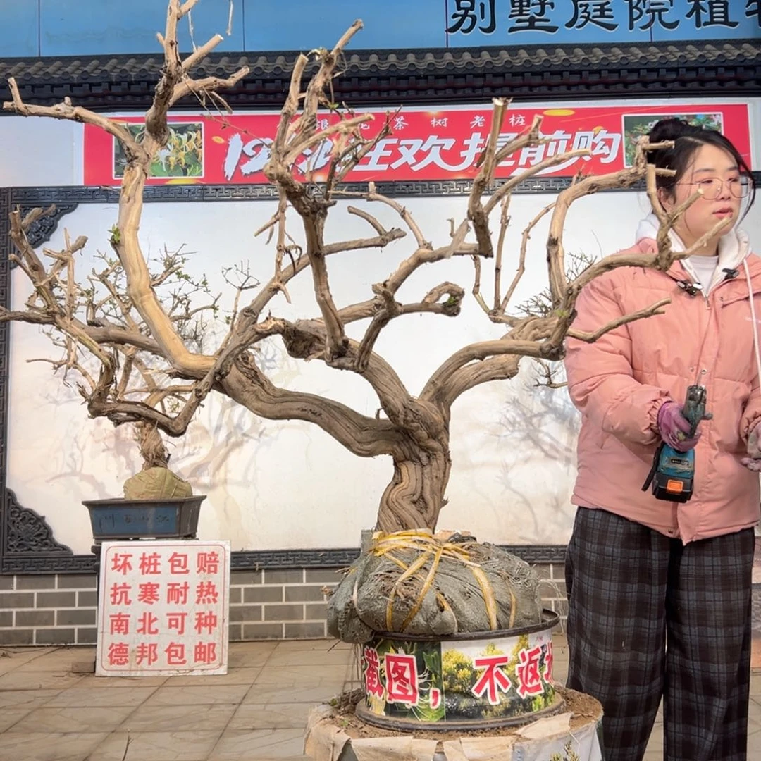 无花朵金银花88888