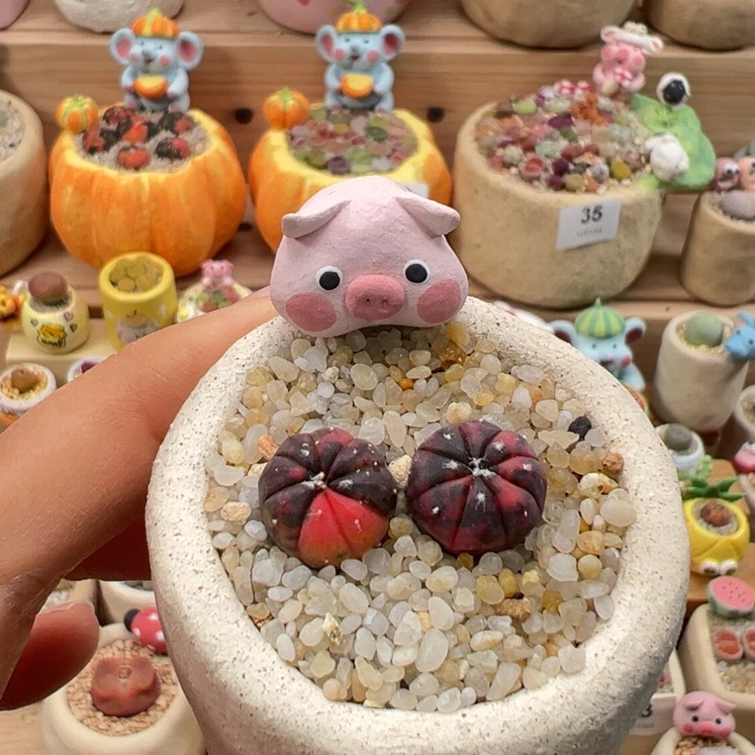 多肉植物63号兜锦