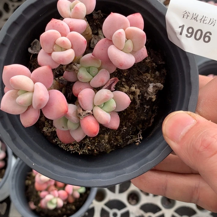 21号下午场，1906一颗