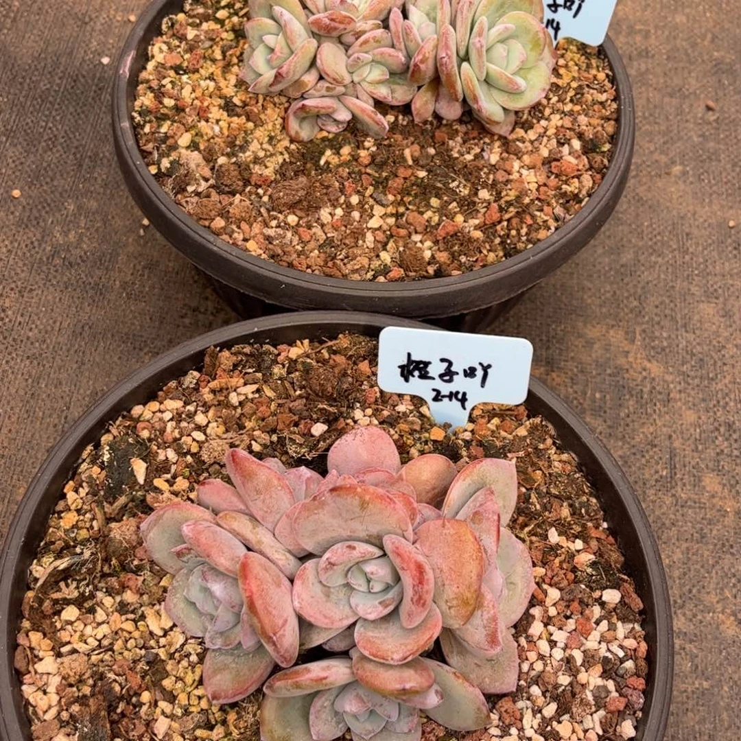 橙子吖奶茶多肉植物