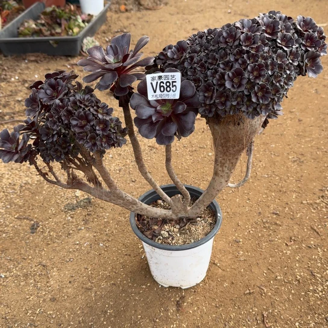 685瓯子缀化官服35左右特价2