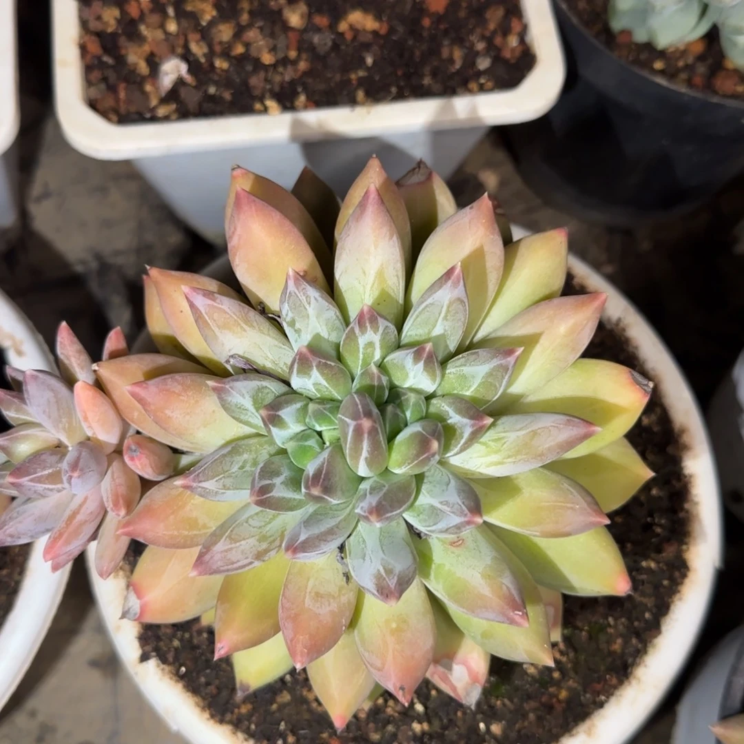 多肉植物多肉植物