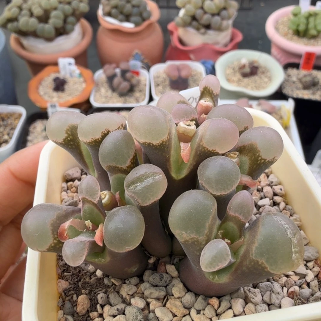 紫罗兰风铃 12-2-L29