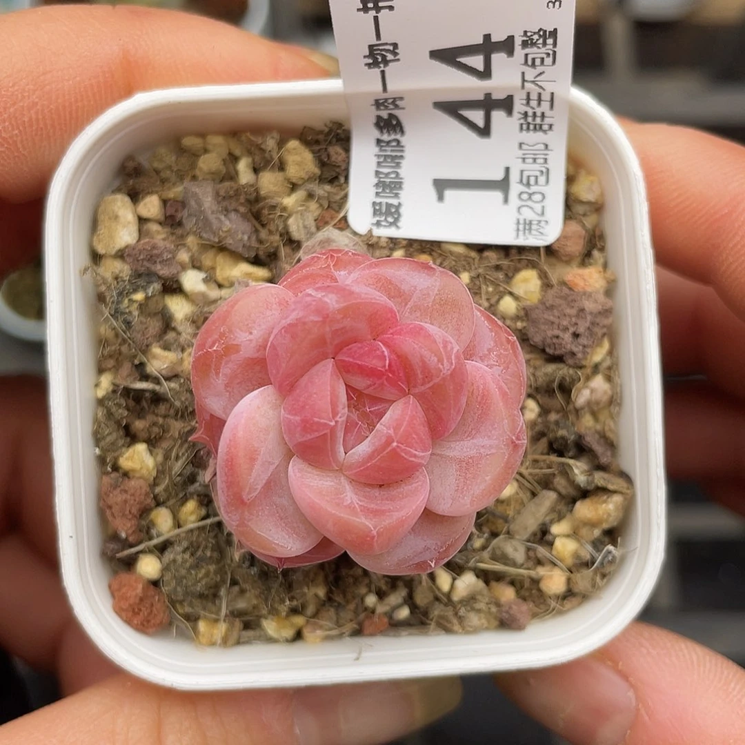 144 3.5一物一拍精品美肉