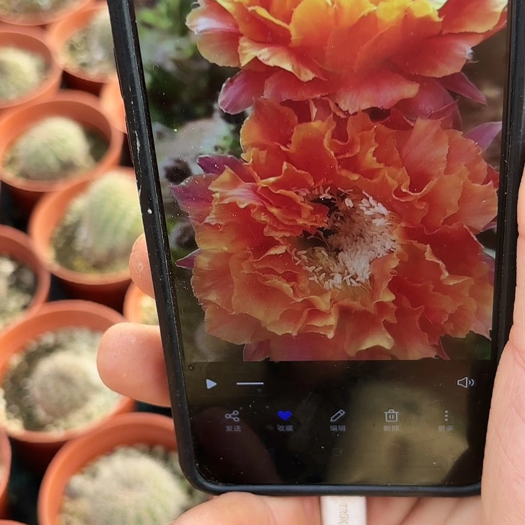 千层淑彩带根仙人球20包邮小