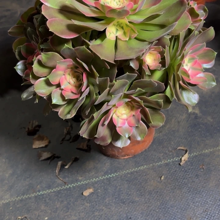 瑞妈，，。。。。709香妃，