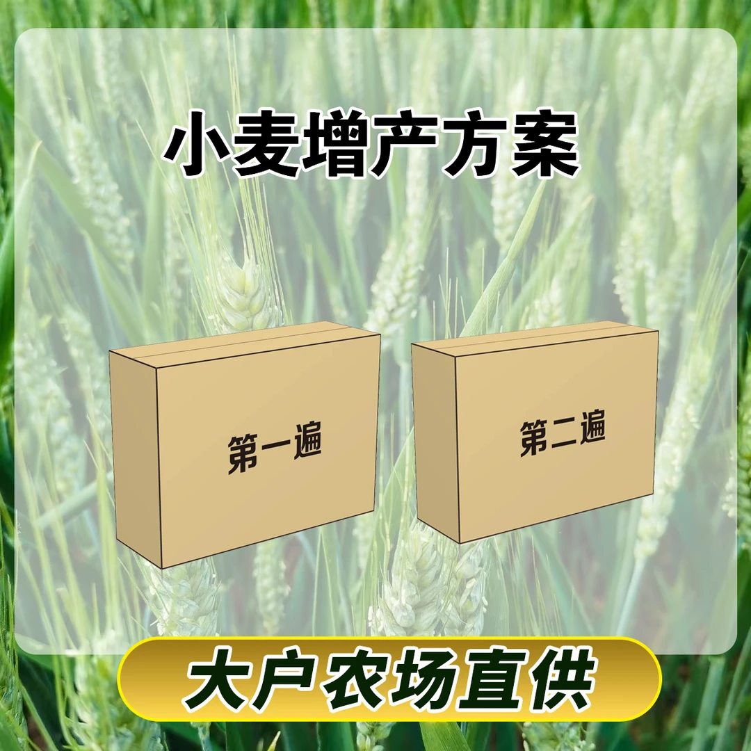 十亩地小麦增产方案叶面肥