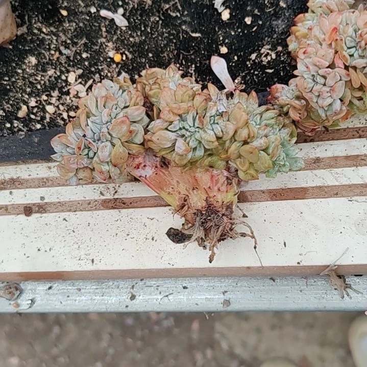 北福利福利福利福利福利