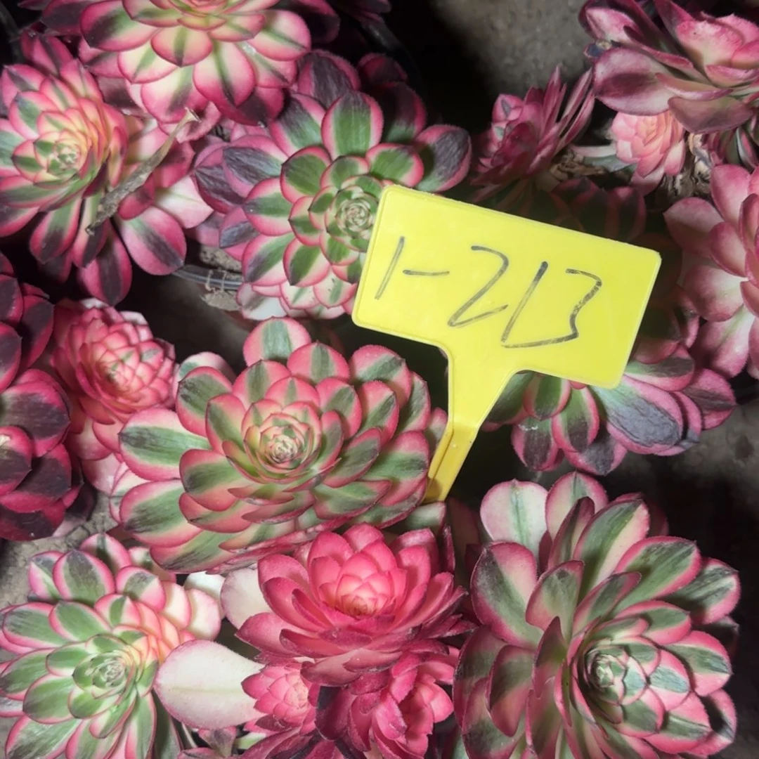 1-213-++多头多肉植物倾城