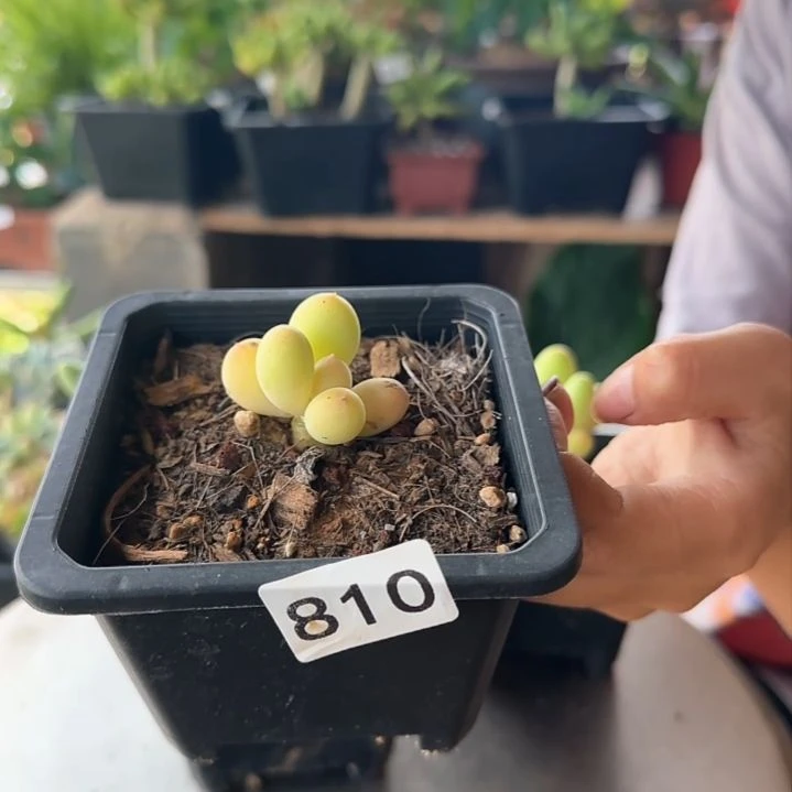 暖***810号 一物一拍 一物一拍