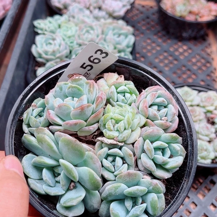 多肉植物多肉植物