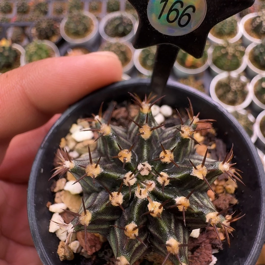 米哈实生自然锦原盆发166