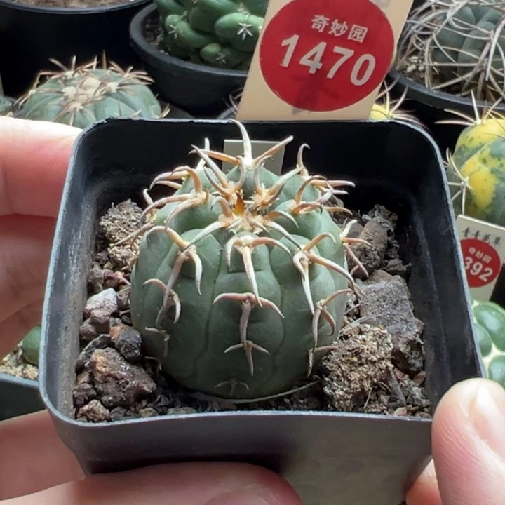 实生猫爪3.1cm一棵